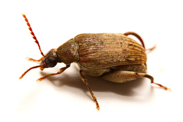 Sagra femorata purpurea Lichtenstein, Tricolor Big-legged