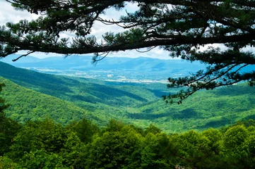 Wall murals Hill View from Shenandoah Parkway under a Pine