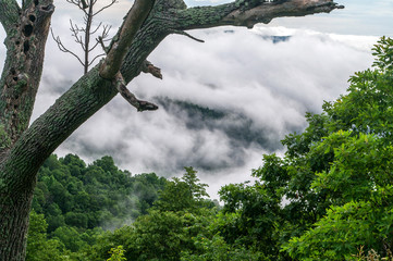 View from the Shenandoah Parkway Tree Left with Clouds