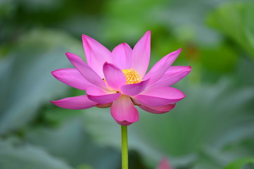 lotus