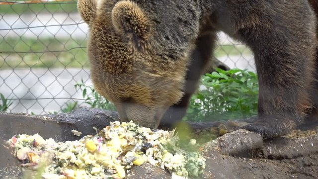 Bear in captivity eating scraps behind a chainlink fence