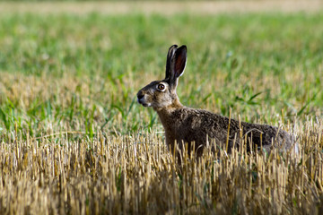 Hare (Lepus europaeus)