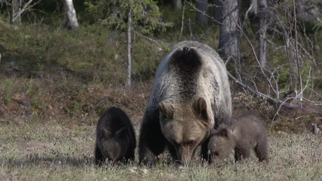 wild european brown bear 