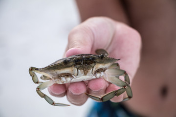 A Crab for You