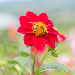 mexican sunflower and bees