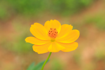 Sulfur / yellow Cosmos flower