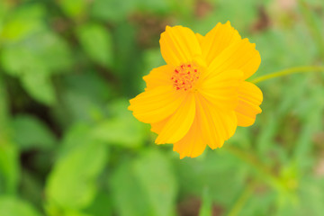 Sulfur / yellow Cosmos flower