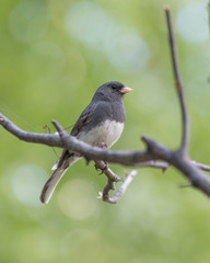 Dark-eyed Junco