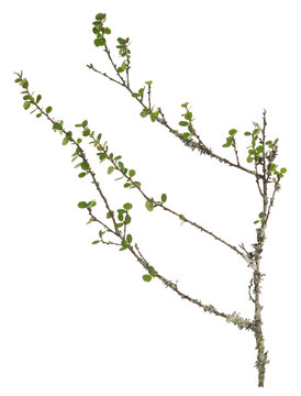 Dwarf birch, Betula nana twig with leafs isolated on white background