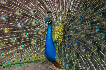 Obraz premium Pavão-indiano (Pavo cristatus) | Indian peafowl