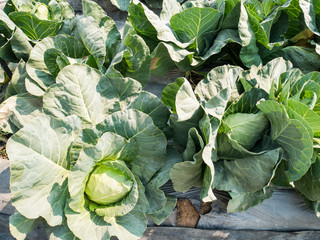 Cabbage growing in organic vegetables farm
