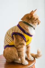 Orange cat wearing vest