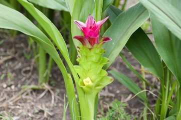 Fototapeta premium Curcuma xanthorrhiza flower in nature garden