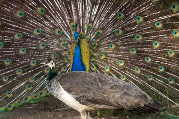 Fototapeta premium Pavão-indiano (Pavo cristatus) | Indian peafowl