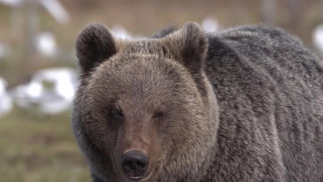 wild european brown bear 