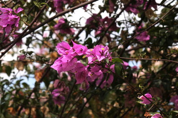 pink flowers
