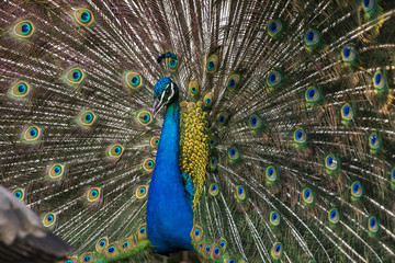 Obraz premium Pavão-indiano (Pavo cristatus) | Indian peafowl