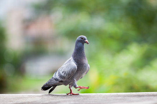 young homing pigeon bird walking on home loft