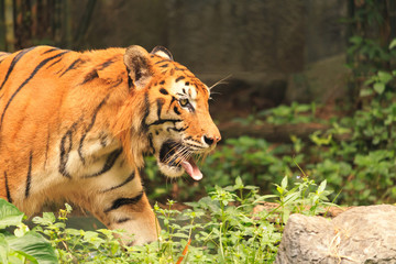 Tigers are hungry for food, It waits for the victim