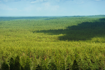 Fototapeta na wymiar aerial view of summer forest in northwest of Russia