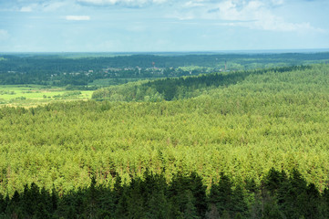 Fototapeta na wymiar aerial view of summer forest in northwest of Russia