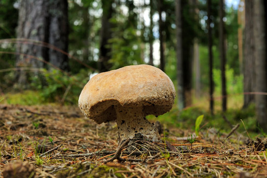 mushroom in summer forest in northwest of Russia
