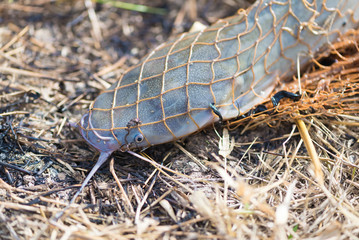 Fish in fishing net. animal..