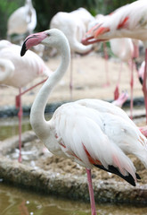 Close Up Of White Flamingo Standing In A Swamp.