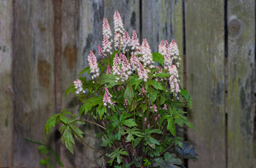 Foamflower or Tiarella with white blossoms in front of an old door in a cottage garden.