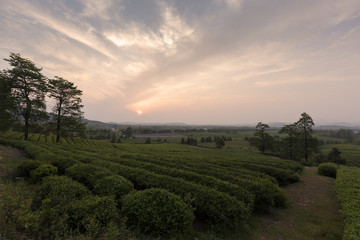 Fototapeta na wymiar Tea plantations