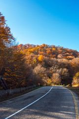Obraz premium Autumn scene with road in forest