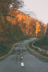 Autumn scene with road in forest