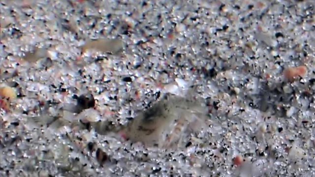 Glass shrimp masked in search of food underwater seabed of White Sea Russia. Unique video close up. Predators of marine life on the background of pure and transparent water stones.