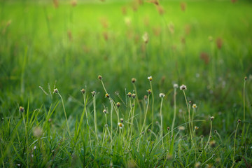 green grass flower field