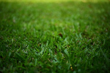green grass turf