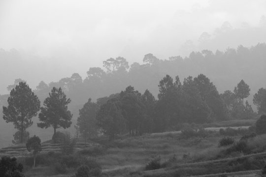 Fototapeta Layer of trees on mountains during misty morning in black and white, Bhutan