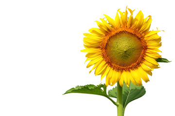 sunflower isolated on white background