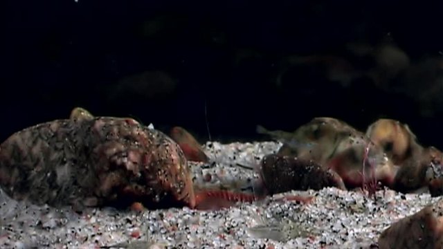 Unusual and unique life of fish under water on seabed of White Sea. Dramaturgy pic macro video close up. Marine life on background of pure clear clean water.