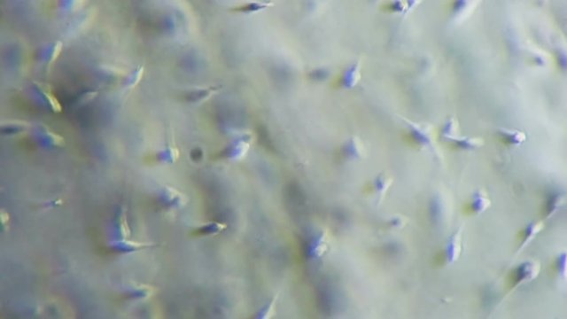 Sperm Sample Fertility Test 600x Phase Microscope