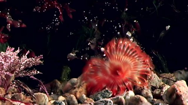 Bright red Potamilla polychaete worm macro underwater on seabed of White Sea. Unique video close up. Marine life of chone infundibuliformis on black background of pure water. Relax.