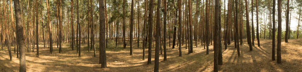Wide panorama, landscape of old pine forest on bright Sunny day. Shadows from the bright midday sun