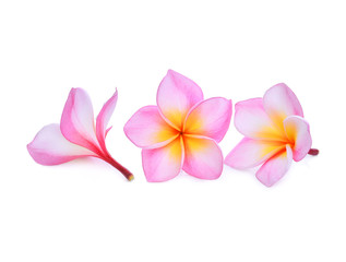Fototapeta premium pink frangipani or plumeria (tropical flowers) isolated on white background