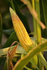 Fototapeta premium Ripe corn in the garden.