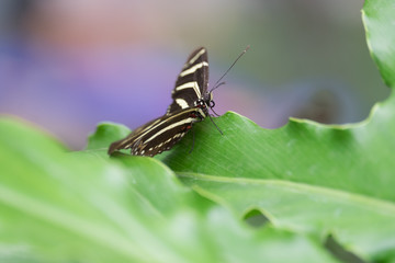 Butterfly in garden