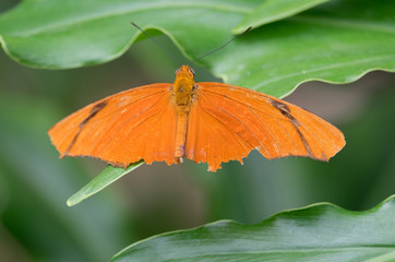 Butterfly in garden