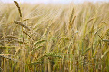 An agricultural background with singing spikelets of rye in the rays of the evening sun at sunset before the rain. A beautiful evening in a rye field.