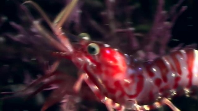 Red shrimp masked in search of food underwater seabed of White Sea Russia. Unique video close up. Predators of marine life on the background of pure and transparent water stones.