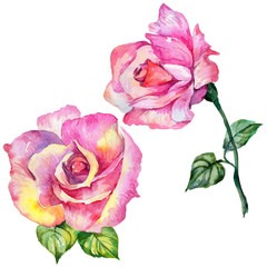 Wildflower rose flower in a watercolor style isolated. Full name of the plant: rose. Aquarelle wild flower for background, texture, wrapper pattern, frame or border.