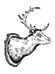 Deer head trophy engraving vector illustration