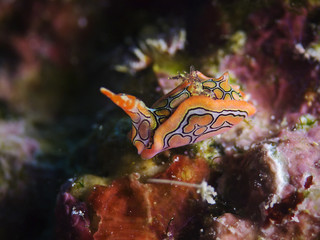 Psychedelic Batwing Slug, Psychedelische Fledermausschnecke (Sagaminopteron psychedelicum)